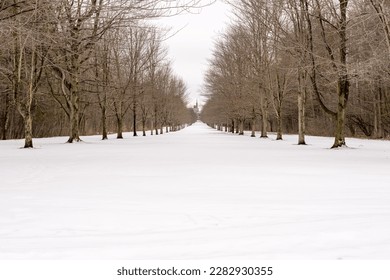 Winter tree lined lane, path, trail with snow covering the ground.  Building in the distance. 
