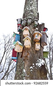winter tree in the park with birds nesting-boxes collection