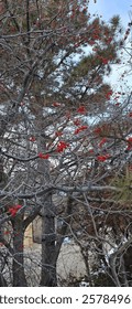 Winter tree with red berries
