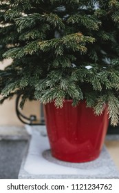 Winter tree in a red pot. Vertical