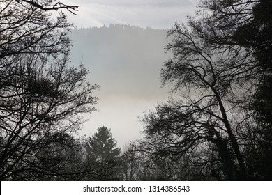  In winter, tree silhouettes and mist coming up with the mountain in a haze in the background - area of Premier (Vaud Switzerland)                             