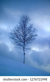 Winter tree in the snow
