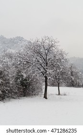  winter tree with snow