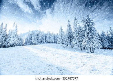 Winter tree in snow.  Carpathian, Ukraine, Europe. Bokeh light effect, soft filter. Instagram toning effect. - Shutterstock ID 351987377