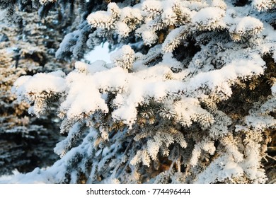 winter tree spruce in the snow
