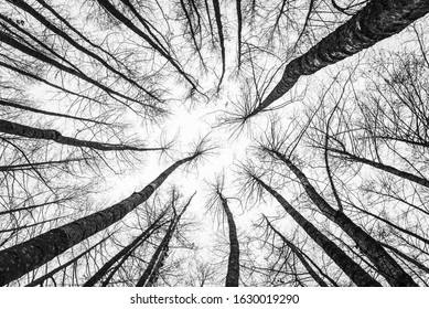 Winter Treetops from Below Free Stock Photo | picjumbo