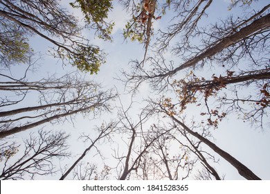 Winter tree tops viewed looking up. leafless trees. Treetops pattern. Bottom view trees. Forest abstract background. Autumn background.