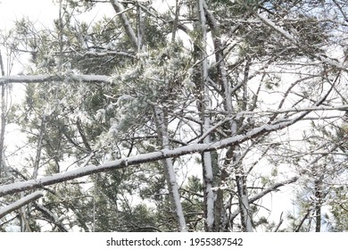 Winter Tree Woven Together In Beauty