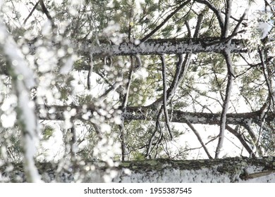 Winter Tree Woven Together In Beauty