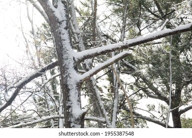 Winter Tree Woven Together In Beauty