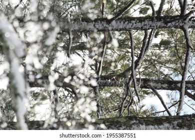 Winter Tree Woven Together In Beauty