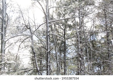 Winter Tree Woven Together In Beauty