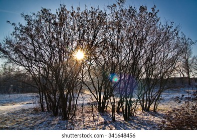 winter trees
