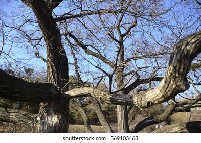 Winter trees
