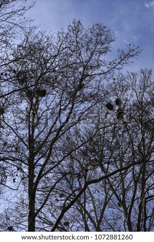 Similar – Image, Stock Photo alone Tree Man Winter