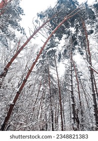 winter trees is so beautiful 