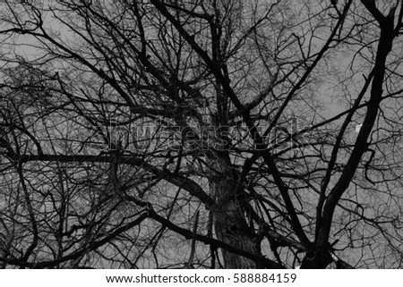 Similar – Image, Stock Photo more loyal Environment