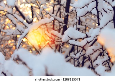 Winter, Trees, Branches, Snow, Sun, Thaw. Nice Wildlife Background. Golden Hour.