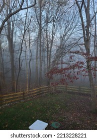 Winter Trees In Fog Maryland