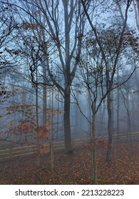 Winter Trees In Fog Maryland