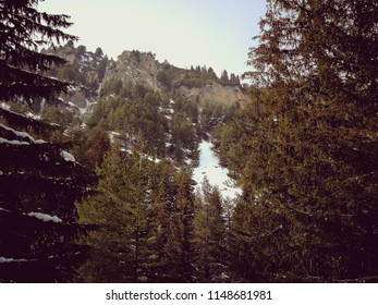 Winter trees in the mountain