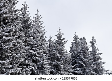 Winter Trees On Snow