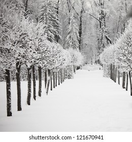  winter trees on snow white background