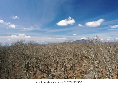 Winter Trees On A Sunny Day In Boone NC