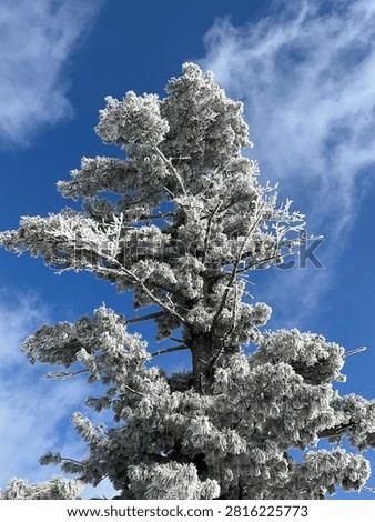 Winter, trees, scenery, background, snowscape
