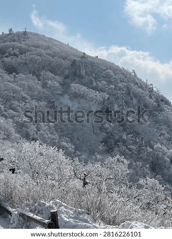 Winter, trees, scenery, background, snowscape