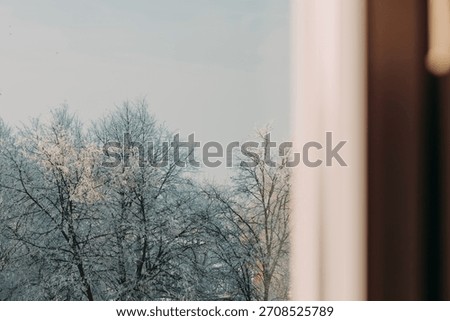 Winter Trees Seen Through a Window
