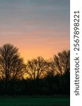 Winter Trees Silhouetted Against Golden Sunrise Sky in British Countryside. Beautiful UK dawn landscape with bare branches and vibrant orange horizon over green field