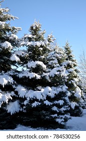 Winter trees in the snow