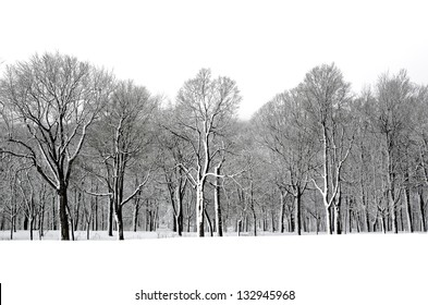 Winter trees in snow, Montreal
