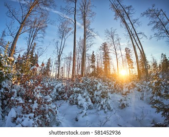 Winter trees and sunset