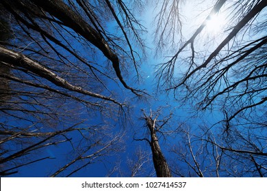 Winter trees under a blue sky with sun light flare. Winter trees with no leaves camera facing upwards. 