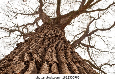 Winter trees without leaves, oak trunk and branches shot from bottom to top, old tree