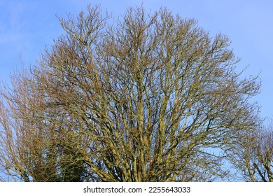 Winter treetop set against a blue sky. Bare  branches, clear sky.