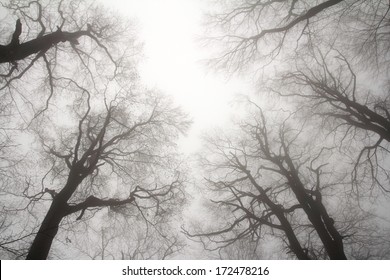 winter treetops