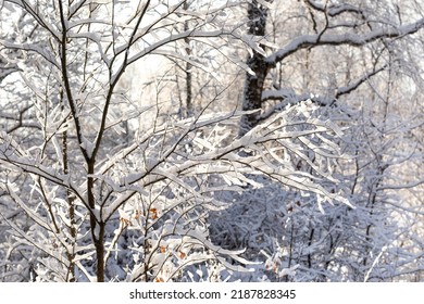 Winter Twigs. Tree Branches Covered With Snow After A Blizzard And Snowfall. Wintertime Forest On A Sunny Day