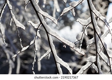 Winter Twigs. Tree Branches Covered With Snow After A Blizzard And Snowfall. Wintertime Forest On A Sunny Day