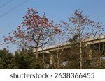 In winter, two red date trees with lush leaves and flowers stand on the left side of an overpass in Shenzhen city. The sky is blue without clouds, and there is no snow covering the ground