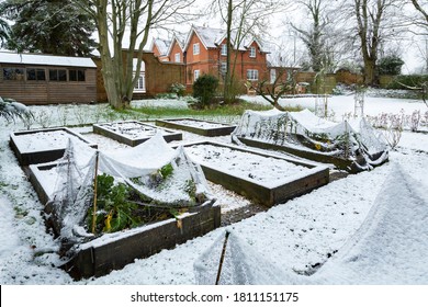 Winter Vegetable Garden Covered In Snow With Wooden Raised Beds, UK