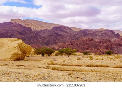 Winter view of desert landscape in the Shkhoret Canyon, with acacia tree, Massive Eilat Nature Reserve, southern Israel