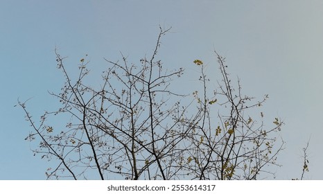 Winter view of fallen leafed tree branches under gloomy gray sky in the afternoon, Silhouette of bare branch tree in winter, nature texture pattern background. - Powered by Shutterstock