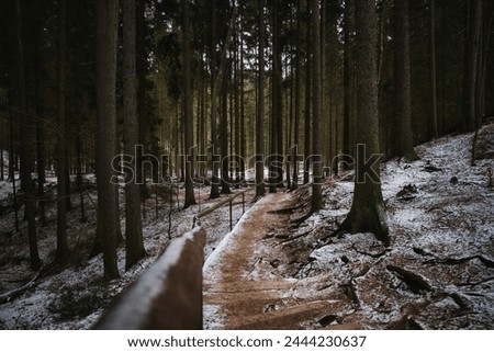 Adršpašské skály - winter view at the forest