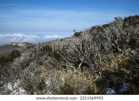 Winter view of habitat of fir tree on Hallasan National Park against se of clouds near Seogwipo-si, Jeju-do, South Korea
