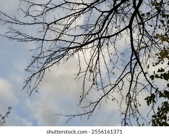 Winter view of leafless tree twig under gloomy gray sky in the afternoon, Silhouette of bare branches trees in winter, Nature texture pattern background. - Powered by Shutterstock