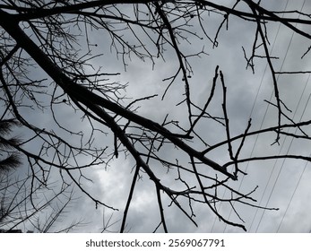 Winter view of leafless tree twig under gloomy gray sky in the afternoon, Silhouette of bare branches trees in winter, Nature texture pattern background. - Powered by Shutterstock