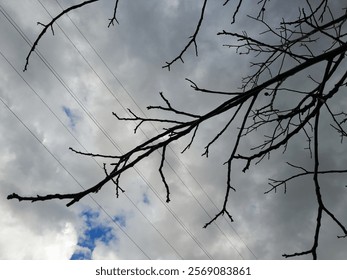 Winter view of leafless tree twig under gloomy gray sky in the afternoon, Silhouette of bare branches trees in winter, Nature texture pattern background - Powered by Shutterstock